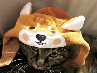 今年はイヌ年！　猫にワンコのコスプレをお願いしてみたら