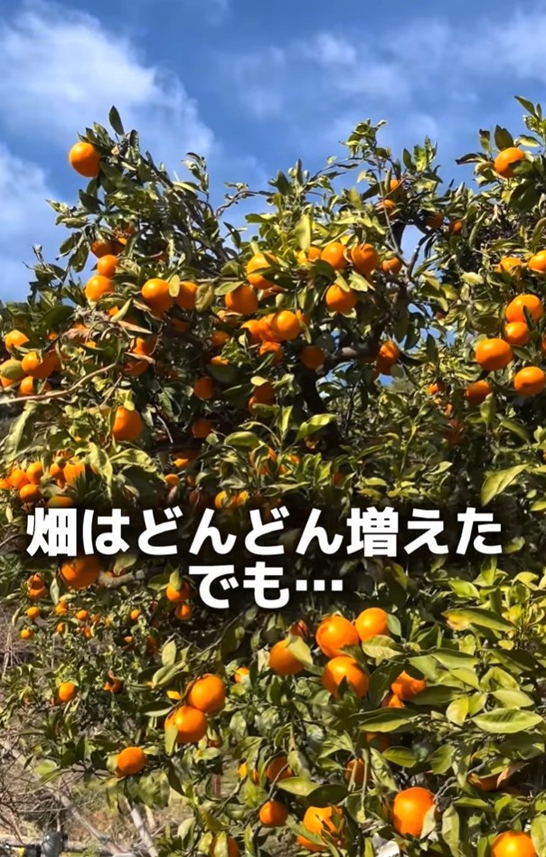 JA出荷中心から個人販売へ切り替えていきたいという（「みかん家族｜愛媛の柑橘農家」さん提供、Instagramよりキャプチャ撮影）