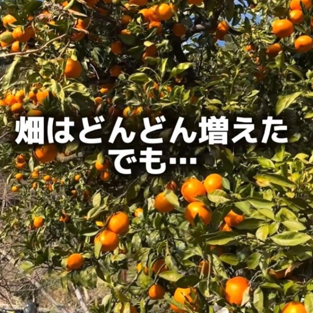 JA出荷中心から個人販売へ切り替えていきたいという（「みかん家族｜愛媛の柑橘農家」さん提供、Instagramよりキャプチャ撮影）