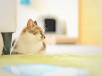 日向ぼっこ、気持ちいいにゃ