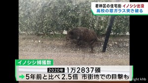 仙台・若林区にイノシシ出没　高校の窓ガラス突き破る　通行人と衝突し車にも被害