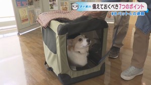 災害時にペットを守る　ペットとの避難に準備すべきポイント