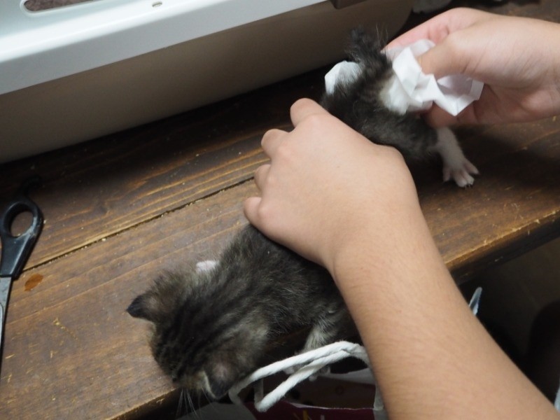 排泄を促します（菅聖子さん提供）