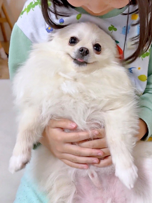 『ウルトラマン』に登場する怪獣・ジャミラみたいになったおーちゃん（画像提供：ポメラニアンのにんじゃ家さん）