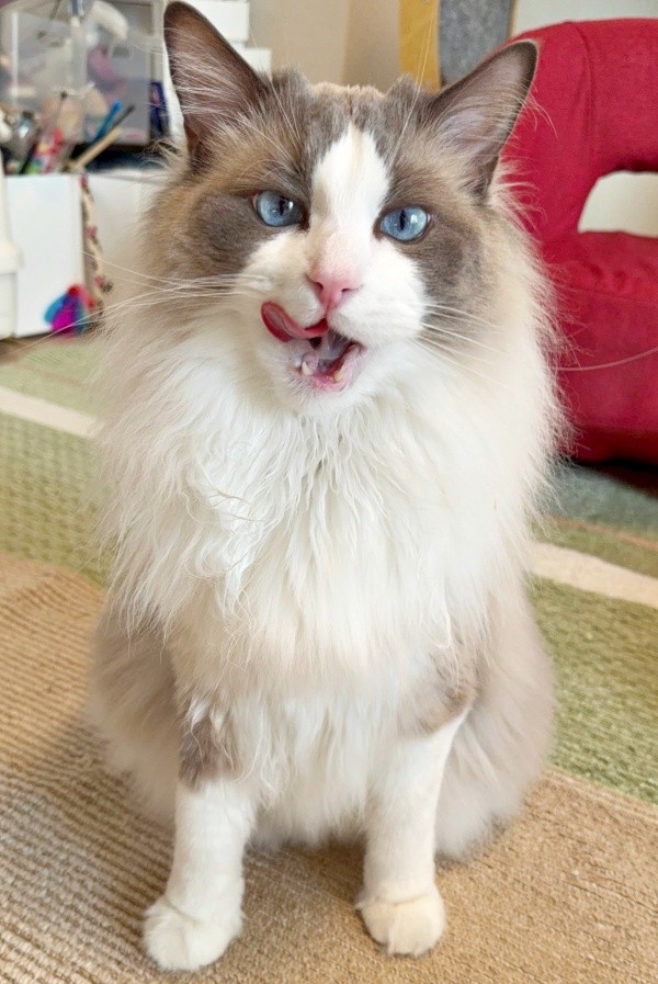 おやつを食べたあと、満足そうなほっけくん（画像提供：ほっけ はまち ragboysさん）