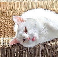 おもちちゃんの“甘え顔”。アザーカットもこの通り（画像提供：ちったんさん）