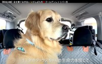 健康診断で花丸をもらい、無事に献血を終えて帰宅する凛々しい表情の烈くん（動画からキャプチャー／提供：れつれつゴールデンレトリバーさん）