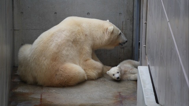 ユキ親子93日齢（20210329 男鹿水族館GAO提供）