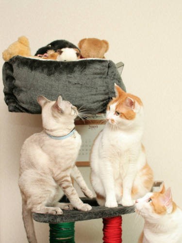 ソラとちぃがにらみ合っています。それを見守るだい。
