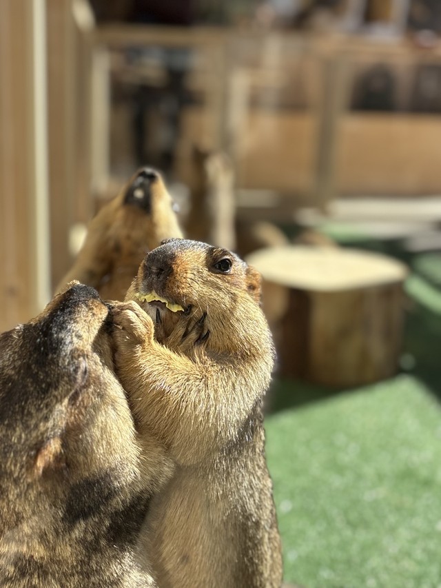 おやつを食べるためにグイグイ押し合い