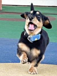 「置いてかれちゃう！」 必死で追いかけるがぶくん（画像提供：ダックスがぶくん）