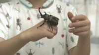 天満屋岡山店で「世界の昆虫展」　カブトムシにタッチできるコーナーも