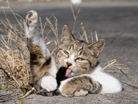 写真から伝わる猫の気持ちがいとおしい　沖昌之さんの写真集シリーズ第３弾