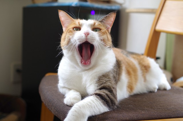 「ご主人さま、お仕事がんばってね」（提供写真）