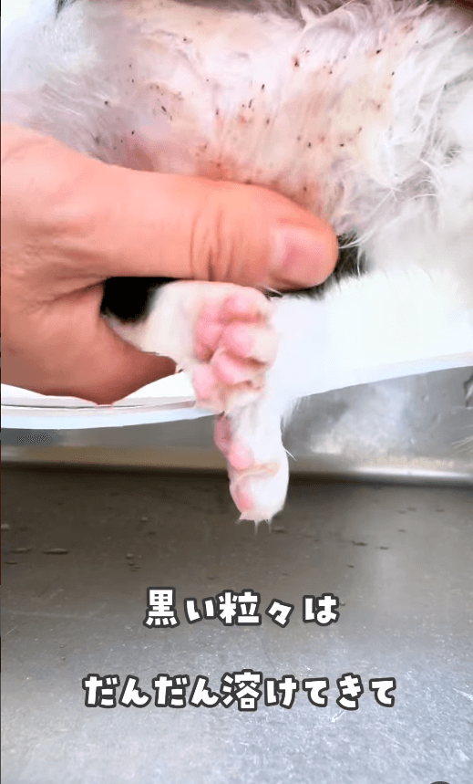 保護したら動物病院を受診して、適正なノミ駆除剤を処方してもらう 画像提供：かごねこ