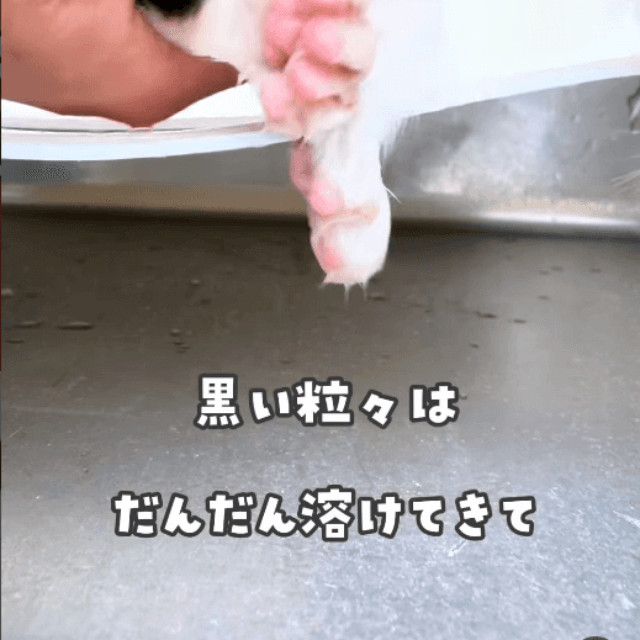 保護したら動物病院を受診して、適正なノミ駆除剤を処方してもらう 画像提供：かごねこ