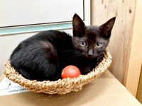 保護から1カ月ほど経つころ、安心した様子のジジちゃん（画像提供：なちゅふぉとさん）