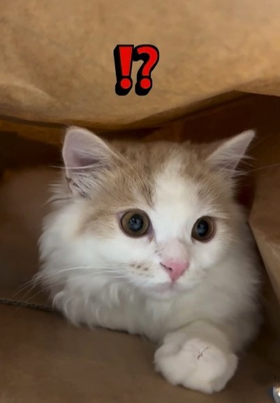 紙袋にも入りますねん（飼い主さん提供、Instagramよりキャプチャ撮影）