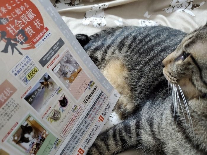 年賀状印刷のリーフレットを眺めるはっぴー「みんなに知って欲しいにゃ」