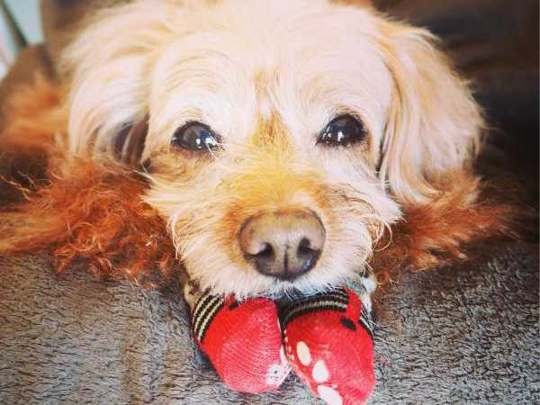 靴下なんて、一人で脱げるもん！  愛犬ぷりぷりと果てなき攻防