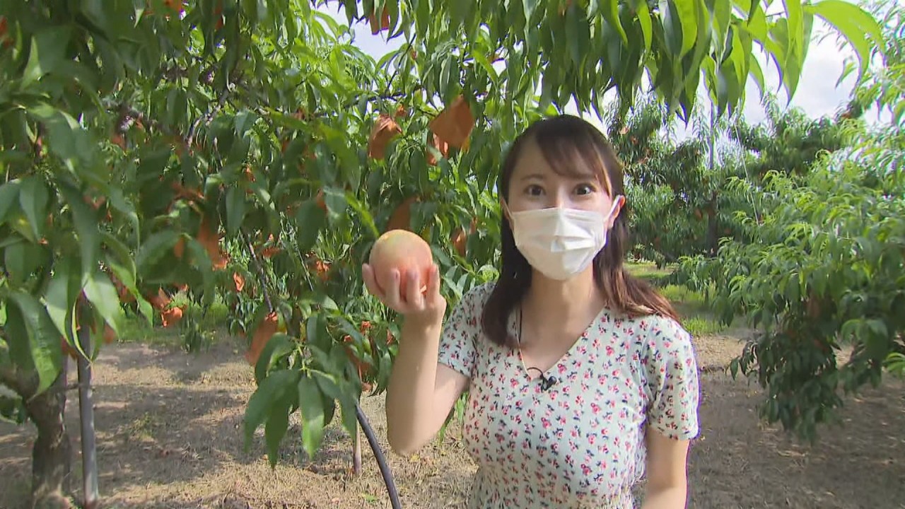 予約なしで桃狩りへ 岡山 赤磐市の観光農園で旬を味わう Ksbニュース Ksb瀬戸内海放送