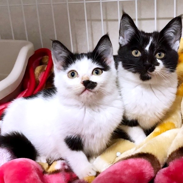 生後3カ月、保護してすぐのころのシロちゃん（左）、クロくん（右）（画像提供：ぶち猫のシロとクロさん）