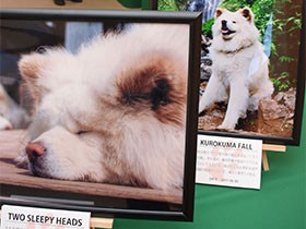 ブサかわ秋田犬「わさお」の１０年、振り返る　地元で写真展