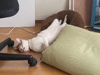 ね、寝てる！？  猫ベッドから飛び出して爆睡するポッケくん（画像提供：ポッケとニケさん）