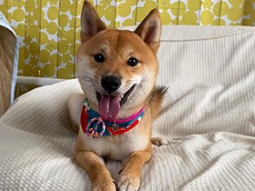 ペットサロンできれいさっぱりして「ニコッ！」とする　豆柴「カイ」