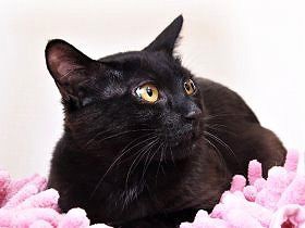 後ろ足が不自由な子猫　保護宅で犬と遊ぶうちに、奇跡の快復