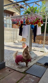 すぐそばでオモチャが乾くのを待ちわびるワンコと、遠くからそれを見つめるワンコ（画像提供：ほんわか姉妹さん）