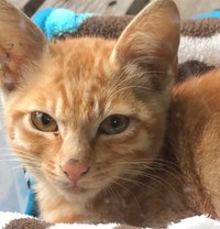 保護直前のちゃちゃおくん。寂し気な表情だった彼はその後…（提供：おすよさん）