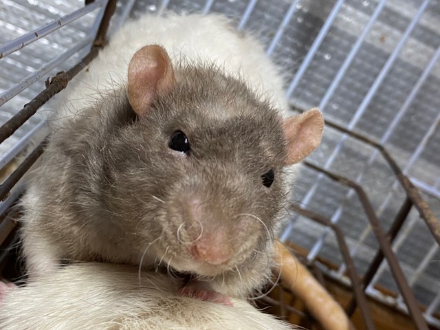 フォロワーには”だり”くんの顔ファンも多いのだとか／おでんさん（@Odengtgt）提供