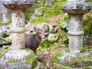 疲れる毎日から奈良へひとり旅。誰にも気を遣わないゆっくり自分時間