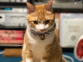 猫嫌いも猫好きにさせちゃうのが特技　保護猫の琥吉（たまき）