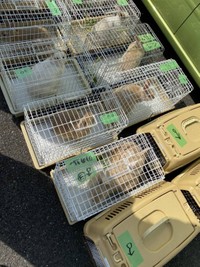 多頭飼育崩壊した高齢男性の自宅で繁殖したウサギ約40羽を、個人のボランティアたちが保護した（もよままさん提供）