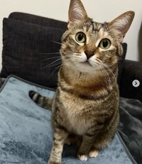 毎日のエステでこんなに可愛くなりました！（つむぎちゃんの飼い主さん提供、Instagramよりキャプチャ撮影）