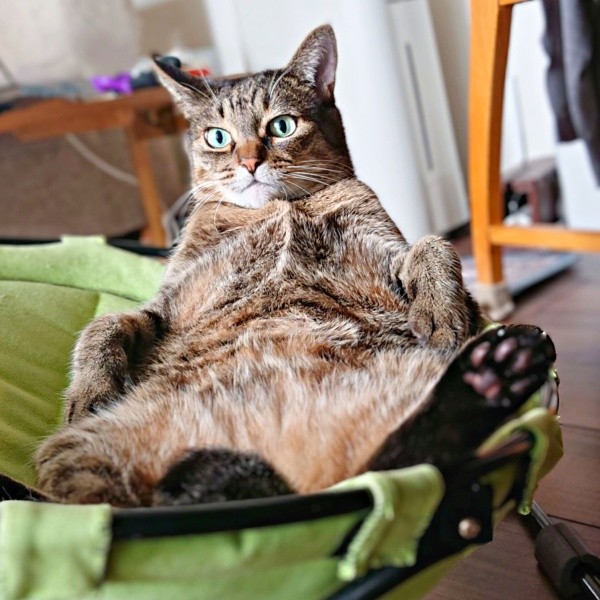 「えっへん座り」を披露するかまどちゃん（画像提供：たまご@猫とごはんさん）