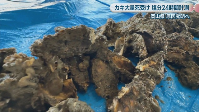 資料:カキ大量死