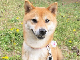 なぜかテンションあがって爆走後の笑顔　柴犬の「むぎ」