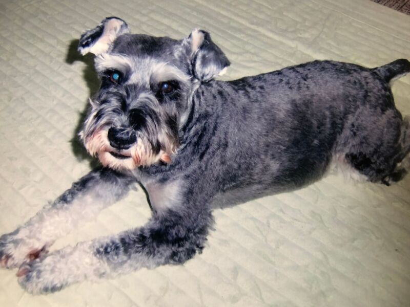 ペグに話しかけると一所懸命聞こうとして、耳がぴゅんと立ったという。「引き取った頃は子育て真っ最中で忙しく、もっとかまってあげたかった」と泉美さんはいう。きっとママありがとうと思っているはずです……（泉美さん提供）