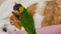 インコ「やるぜやるぜやるぜやるぜ！」