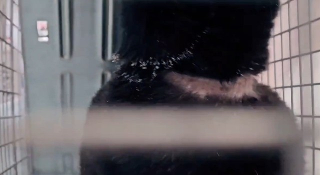 きつく締まった首輪が食い込んだまま放置されていた傷跡があった（「アニマルレスキューたんぽぽ」さん提供、Instagramよりキャプチャ撮影）