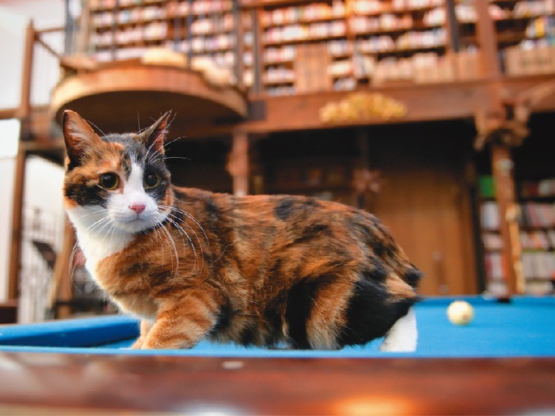 ホールに置かれたビリヤード台の上はおしゃまな楓の遊び場。「楓のプールバーにようこそ！」