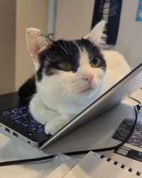 ノートパソコンの上が大好き