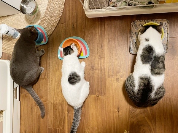 一緒にご飯タイム（左から）満天くん、百ちゃん、花丸くん（画像提供：*ig*さん）