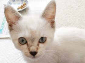 頭に大ケガをした子猫　目は見えずとも「必ず輝きが戻る」