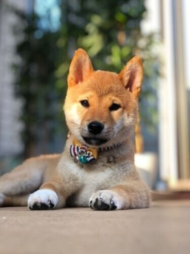 家にきたころの「あさむらさん」