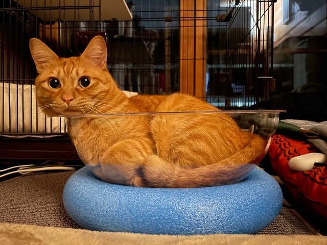 別の角度から撮影した画像＝かわいいまめかわいいゆたさん（@kawaiimame_twit）提供