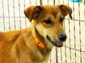 熊本地震の被災犬、引き受け新たな飼い主募集　新潟県